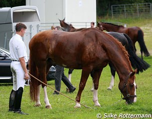 Hans Peter Bauer lets Wambo graze after the Grand Prix