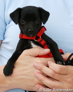 A beautiful chihuahua x Jack Russell cross pup