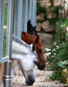 The Marbach State Stud, one of Europe's oldest, housing a warmblood and an Arab herd as well as Black Forest Coldbloods and Altwürttemberger (heavier type of warmblood).