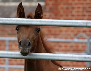 a Trakehner filly in Marbach