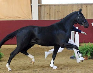 Licensing champion by San Amour x Cabaret x Campari M