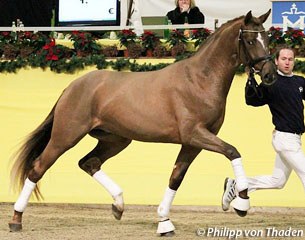 The 2011 Mecklenburger licensing champion Don Frederic (by Don Frederico x Wolkentanz I x Liberty M) :: Photo © Philip von Thaden