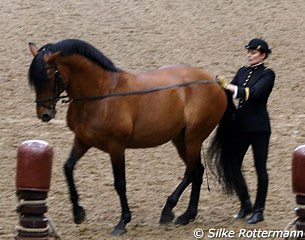 Laurence Sautet leading Ralo on the long reins