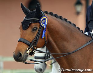 Astrid Neumayer's Holsteiner gelding Everglade (by Exorbitant)