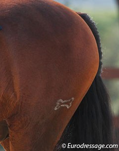 The freeze brand bone of "Os" Nervi on his left hind quarter