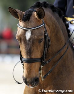 Miguel Ralao Duarte's Lusitano stallion Regalo