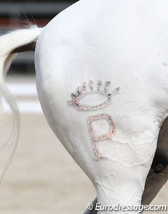 A not so nicely done brand on a Lusitano. The brand is huge. Maybe this image should be used by the German animal activists in their campaign against branding?