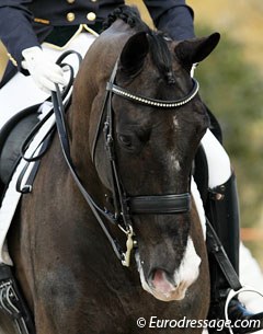 The pretty face of Judy Reynolds' Dutch warmblood Vancouver K (by Jazz)