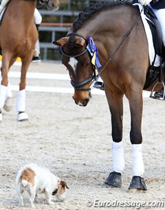 Cato Hemels' Vincent is intrigued by the dog during the award ceremony