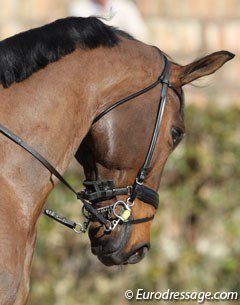 An interesting bit to see on a Grand Prix horse in the dressage warm up ring