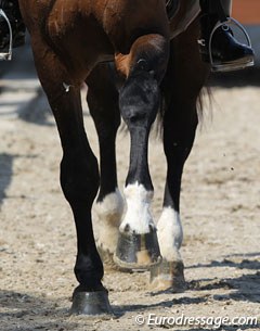Horse's legs :: Photo © Astrid Appels