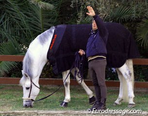 Juan Manuel Munoz Diaz took Fuego for a walk. After some extensive breeding the past few months, Fuego is now back in training. He's not competing in the Sunshine Tour. Munoz Diaz waves at Garcia Mena, who won the Grand Prix