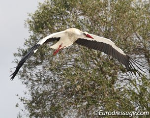 A massive amount of beautiful storks are nesting everywhere around the show grounds. You get to see occasional, magnificent flybies from these birds