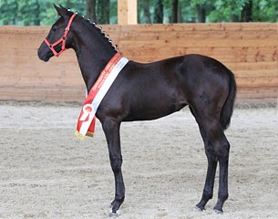 2011 Austrian Filly Champion Dara (by Chopin x Ahorn x Lutz) :: Photo courtesy Reitsportnews.at