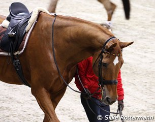 Warum Nicht FRH being hand-walked