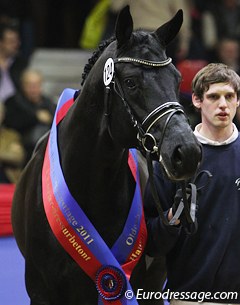 Destano, 2001 Oldenburg Hauptpremium winner :: Photo © Astrid Appels