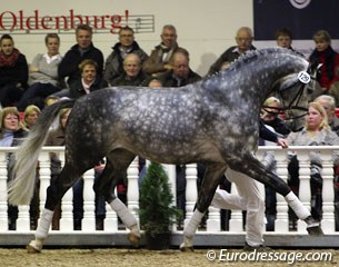 Fairbanks (by Flemmingh x Inschallah AA) finished third in the Hauptpremium ring 2011
