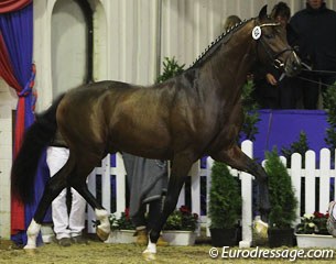 Quinzanos (by Quaterback x Stedinger), reserve champion of the 2011 Oldenburg licensing