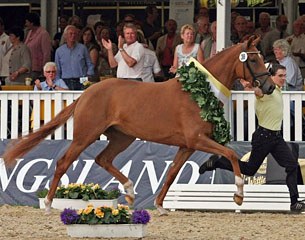 Delany, 2011 Hanoverian Mare Champion :: Photo © Christina Beuke