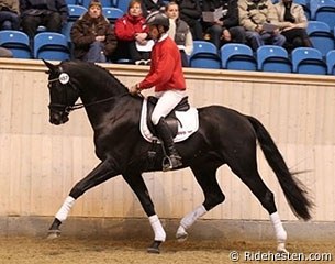 ERA Dancing Hit at the final day of the 35-day Danish Stallion Performance Testing :: Photo © Ridehesten.com