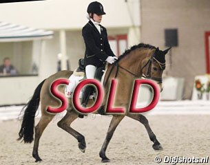 Goofy at the 2011 Dutch Indoor Pony Championships :: Photo © Digishots.nl