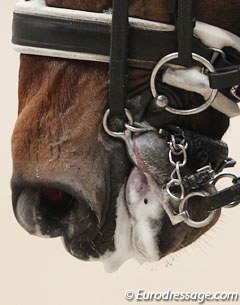 Sisther de Jeu is one of very few horses that wear a "lip strap" in competition. The straps prevents her from grabbing the lever arms with her lip