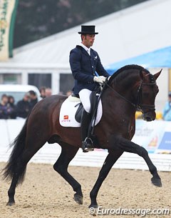 Angel Dorado Martinez on the wonderful PRE stallion Manchego. Huge mover with tremendous scope and ground cover in his gaits but he could be more elastic. Could easily have scored higher!