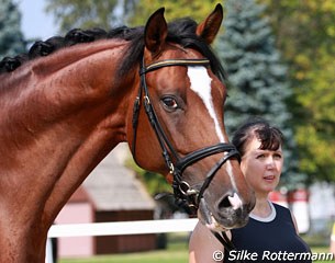 Russian Inessa Poturaeva with her huge Latvian bred Avans (by Aromats) who wears the smallest bit ever