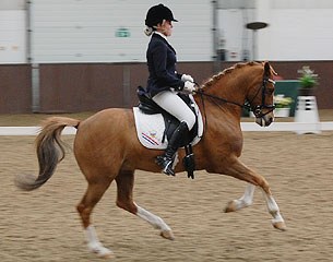 Pony rider Jelle Peeters on Den Ostriks Dailan