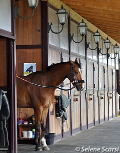 Nilo del Castegno in cross tries at Truppa's Centro Equestre Monferrato