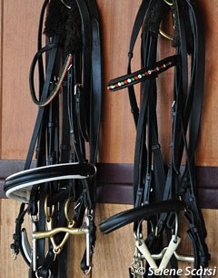 Bridles with Italian coloured browbands