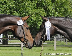 Targa Athletic and Show Girl