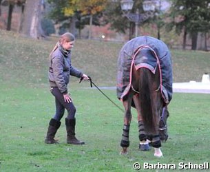 A late afternoon grazing session