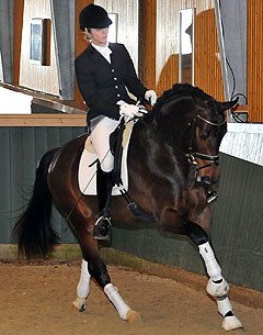 Tessa Frank presenting the recently saddle broken 3-year old Romulus von Nymphenburg (by Rock Forever)