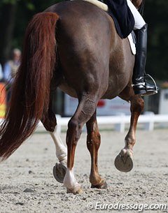 Horse's legs in passage :: Photo © Astrid Appels