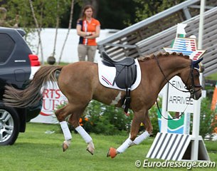 Jelle Peeters' Den Ostriks Dailan on the loose during the award ceremony