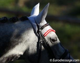 Arty morning sunshine on Sappori's face