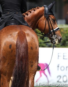 Capriciella, a chestnut leopard?!