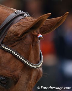 Patriotic Dutch braid of the forelock