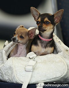 Carmen Barbançon-Mestre's miniature chihuahuas