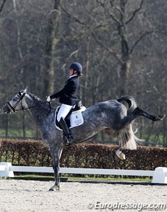 Vivian de la Roy on Ciara (by Sandreo x Lansing). This grey mare got a bit moody when she refused to go towards the judges' box. The rider was able to convince her to do a 10 minute display after the mare's little tantrum