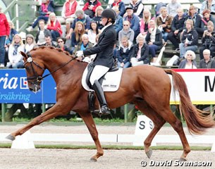 Danish Camilla Qvistgaard on the Trakehner Lacroze (by Buddenbrock x Kostolany)