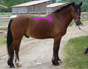 how to place the saddle correctly