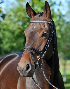 Stern von Nymphenburg (by Sir Donnerhall x D'Accord)