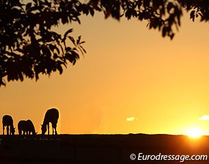 My horses at home in the sunset :: Photo © Astrid Appels