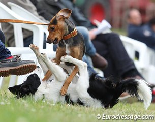 Dogs having fun