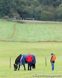 A bit of down time for the competition horses