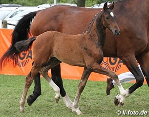 The silver medal winning colt by Destano x Don Vino