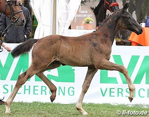 The bronze medal winning colt by Furstenball x Stedinger