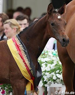 The 2012 German Colt Champion by Franziskus x Quaterback :: Photo © LL-foto.de